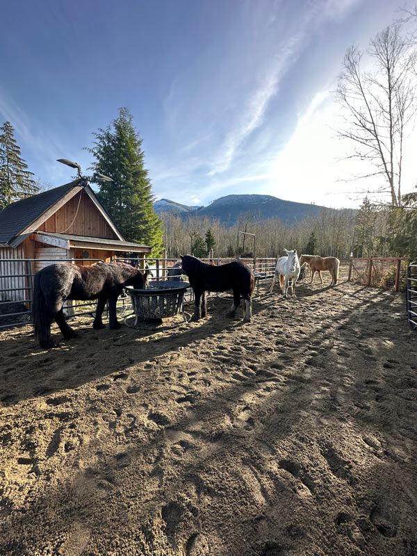 Four horses in an outdoor horse arena.